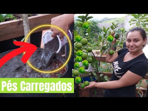 ESSE ADUBO FAZ CARREGAR DE FRUTOS, MUITO FÁCIL DE FAZER!!