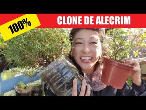 🌱NUNCA MAIS MATE ALECRIM ~ Como fazer mudas e poda com 100% de SUCESSO!!