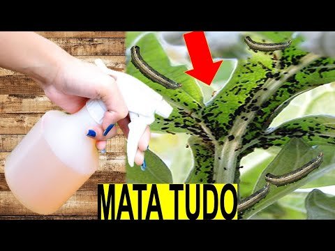 MATA TODO TIPO DE PRAGAS (Receita Rápida Sem Gastar Nada)