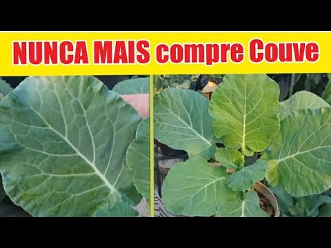 🔴 5 TOP DICAS para cultivar COUVE EM VASOS (Colha todos os dias!)