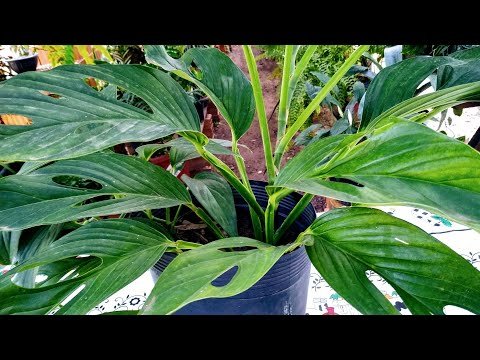 Como Plantar Mini Costela De Adão (Monstera)