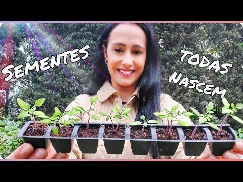 Meu segredo para fazer mudas de plantas.