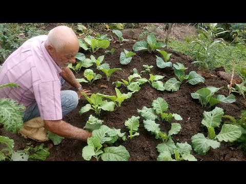 Sr Válber dando dicas de como planta couves e dicas de adubo