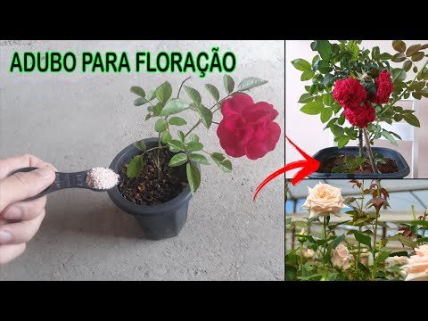 FAÇA SUA ROSEIRA FLORIR DE FORMA SIMPLES E FÁCIL !