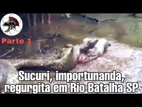 Sucuri importunada em Rio Batalha SP | Biólogo Henrique o Biólogo das Cobras