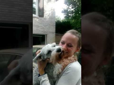 Dog passes out from overwhelming joy | #CaseyTheDog