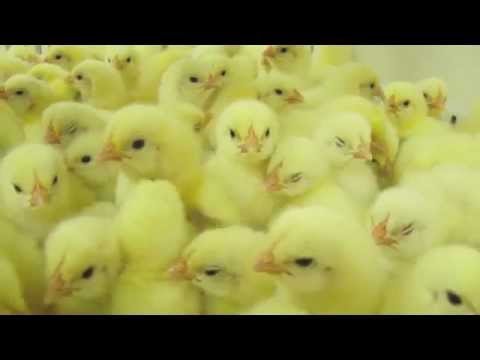 Animal Equality investigation in chicken hatcheries