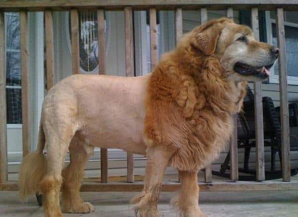 As 20 piores tosas e penteados em cães e gatos
