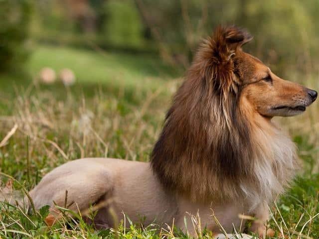 As 20 piores tosas e penteados em cães e gatos