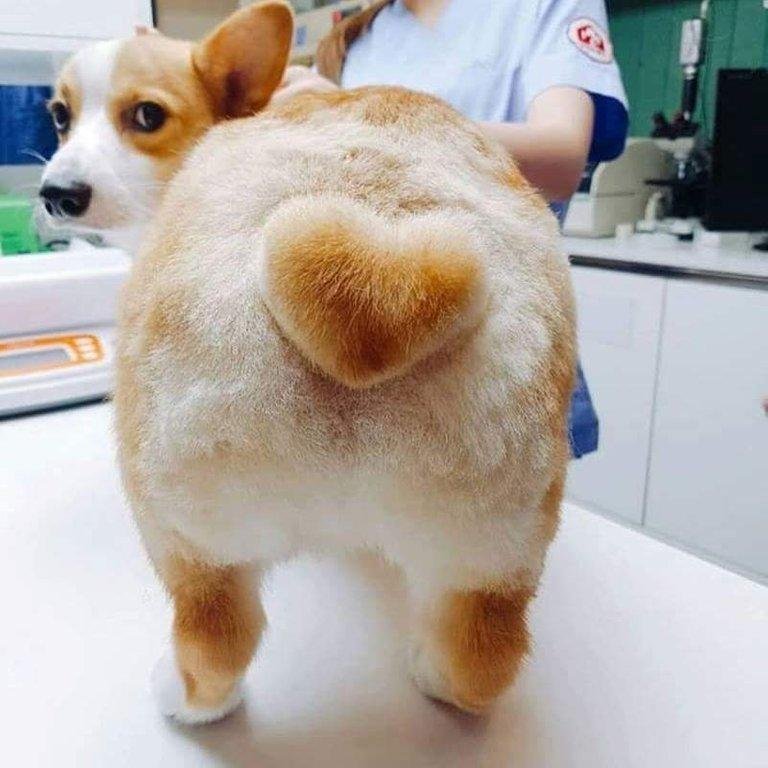 As 20 piores tosas e penteados em cães e gatos