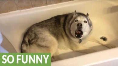 Esta mulher grava seu cão na banheira. 10 segundos depois, não consigo parar de rir
