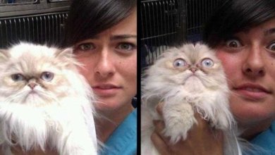 25 Gatos assustados ao descobrirem que estão no veterinário