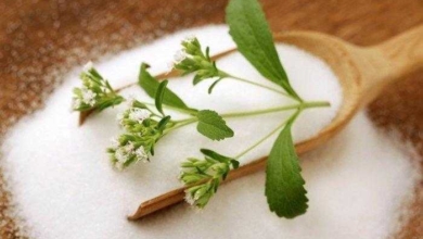 Aprenda a cultivar stevia em casa
