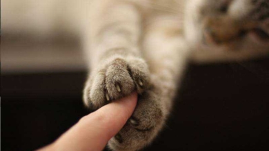 Momento tocante mostra foto de gato segurando mão de dono minutos antes de sua morte.