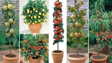 Como cultivar árvores frutíferas em vasos