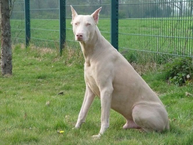 14 Cães que só podem ter sido desenhados pela mãe natureza