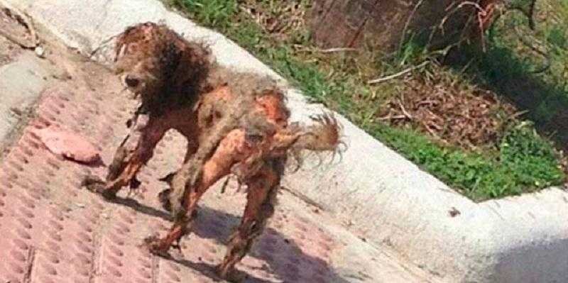 Foto de cão abandonado viraliza. Um olhar atentamente descobre um INCRIVEL segredo 1