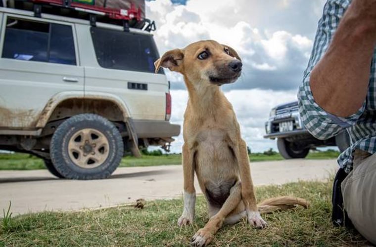 cadela paralisada se arrasta por varios km a procura de ajuda e sua coragem foi recompensada