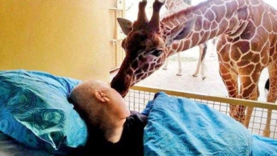 Girafa se despede de seu cuidador com um ‘beijo’