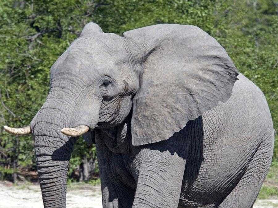 Qual o feminino de elefante d