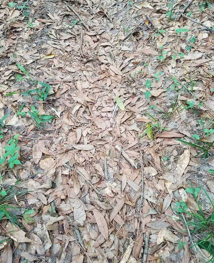 spotting-camouflage-snake-challenge-1