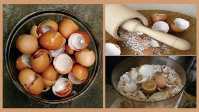 4 Utilidades da casca de ovo simplesmente INCRÍVEL
