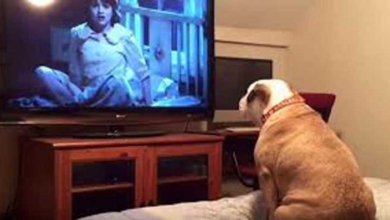 Reação de Bulldog assistindo filme de terror é hilaria