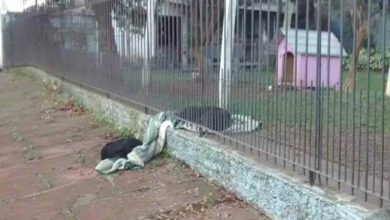 Cadela divide cobertor pela cerca com cão de rua, no frio