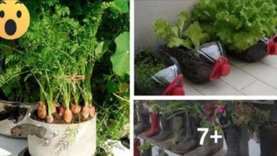 Economize com verduras… Aqui lhe ensinamos como cultivá-las na sua própria casa sem nenhum agrotóxico!
