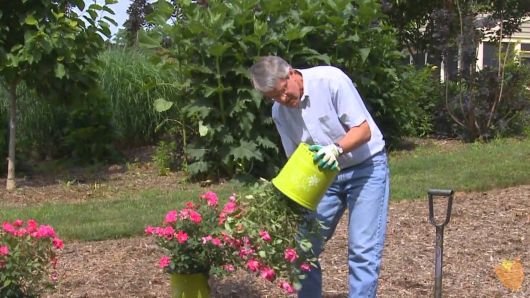 como plantar rosas em jardim passo a passo