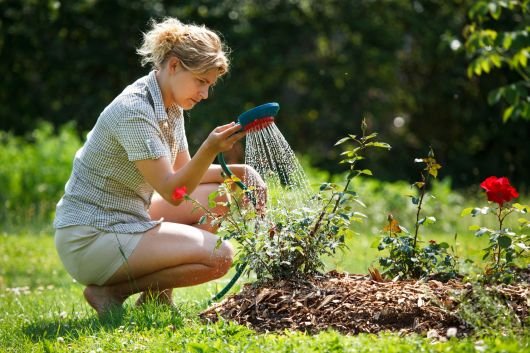 como regar rosas de jardim