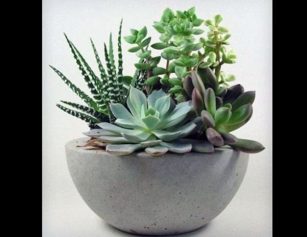 vaso de concreto com suculentas vaso de concreto com suculentas
