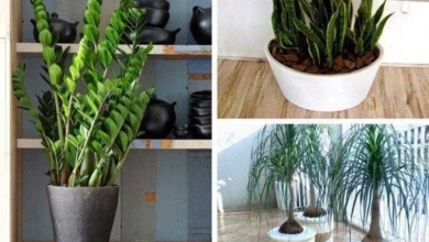 11 Plantas para colocar dentro de casa e que não precisam de muita água