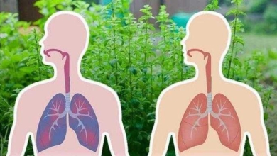 6 ervas que matam vírus e bactérias e eliminam o muco dos pulmões rd