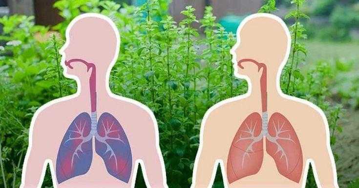 6 ervas que matam vírus e bactérias e eliminam o muco dos pulmões rd