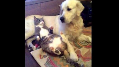 A reação do cão quando descobre que o gato está dormindo com ele é muito engraçada