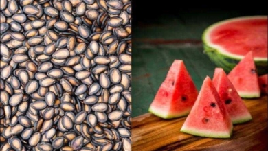 Confira os benefícios da semente de melancia