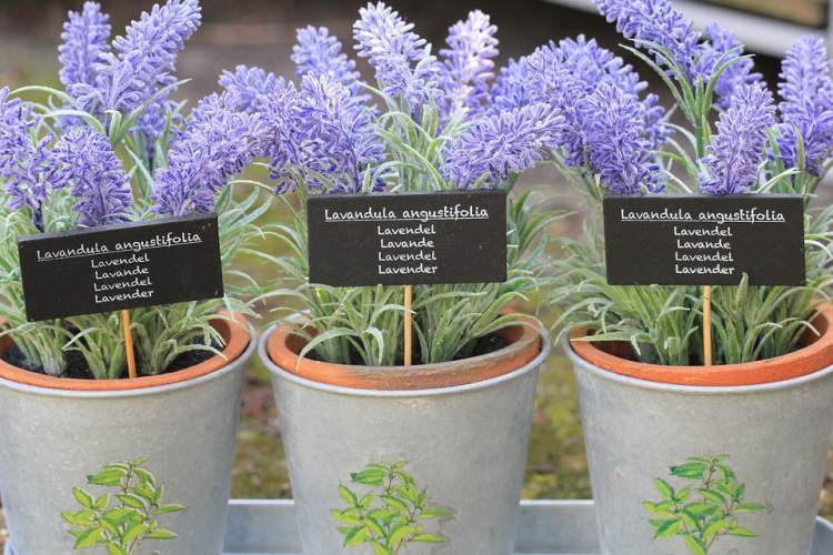 Lavanda é uma das plantas que podem ser cultivadas no escritório para reduzir o estresse