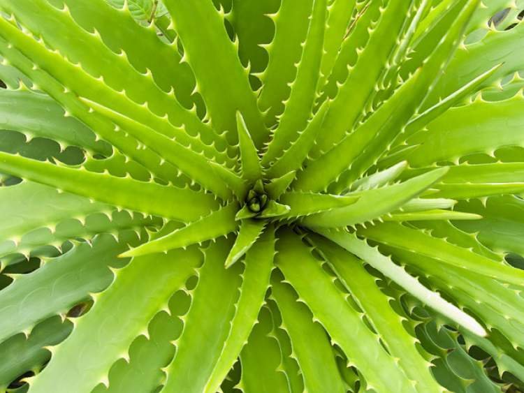 Babosa é uma das plantas que podem ser cultivadas no escritório para reduzir o estresse