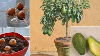 Veja como plantar abacate em um pequeno vaso na sua casa