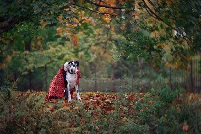 20 imagens incríveis de crianças e seus cães de estimação 1a 15