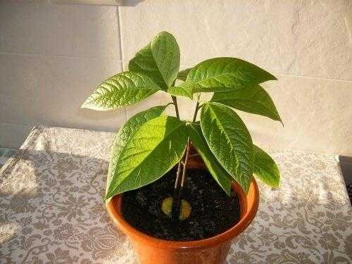 Como germinar semente de abacate usando quatro palitos 1