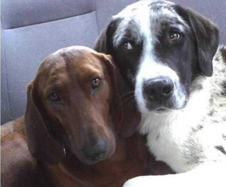 cão de abrigo prestes a ser adotado se recusa a ir embora sem seu melhor amigo 1
