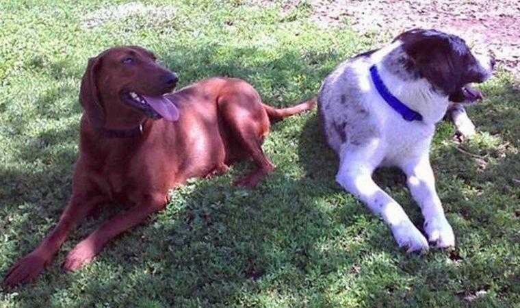 cão de abrigo prestes a ser adotado se recusa a ir embora sem seu melhor amigo 2