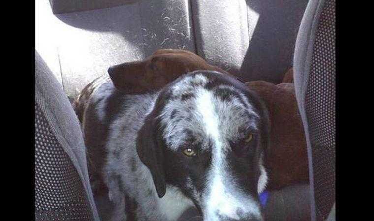 cão de abrigo prestes a ser adotado se recusa a ir embora sem seu melhor amigo 3