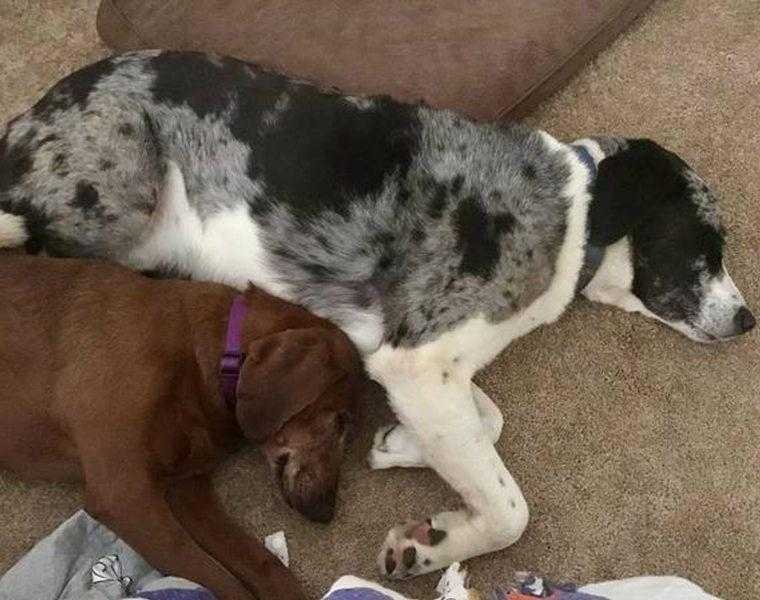 cão de abrigo prestes a ser adotado se recusa a ir embora sem seu melhor amigo 5