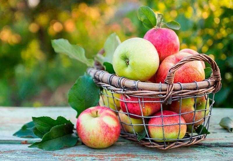 Os benefícios de comer uma maçã por dia