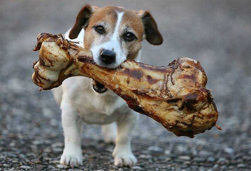 10 Alimentos que seu cão nunca deve comer