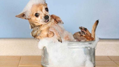 Shampoo caseiro para cães e gatos