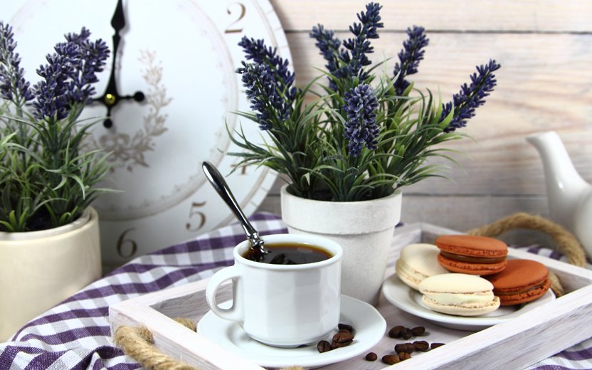 lavanda usada para afastar mosquitinhos na cozinha